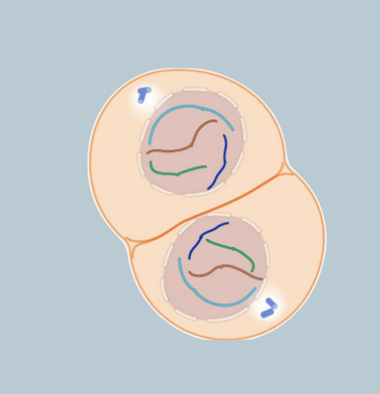 <ul><li><p>Two nuclear membranes form </p></li><li><p>Separate the cell into two nuclei</p></li></ul><p></p>