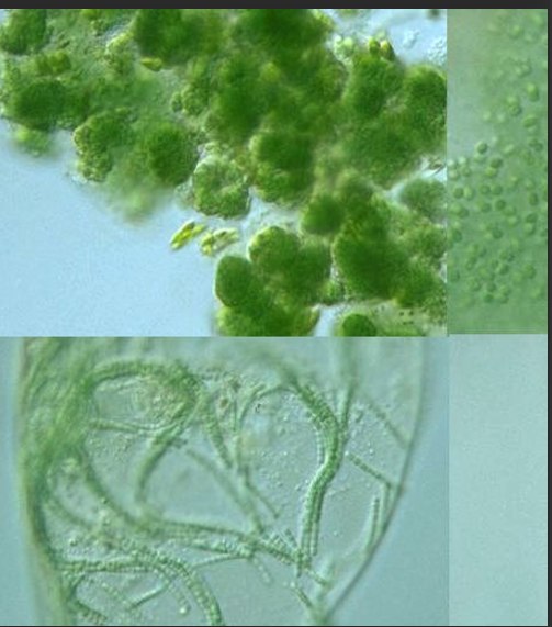 <p>Photosynthetic bacterium</p><p>Bluish-greenish color</p><p>Contain membranes that carry out the process of photosynthesis</p><p>Can survive in extremely hot environments and even extremely cold environments</p><p>Why not a plant?</p><ul><li><p>Can be unicellular</p></li><li><p>Prokaryotic (no nucleus and membrane-bound organelles)</p></li></ul><p></p>