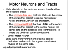 <p>- Corticobulbar tract</p><p>- Corticospinal tract</p>