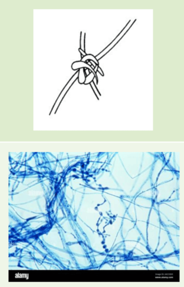 <p>Twisted, knotted</p>
