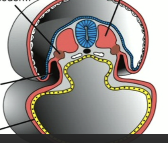 <p>the derivative the paraxial mesoderm that has now developed</p><p><strong>the large red blocks</strong></p>