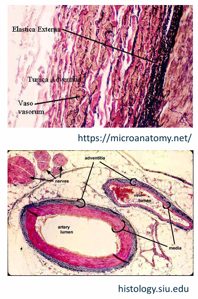 <p>an intramural network of arterioles, capillaries and venules that serves the outer portion of the wall in arteries that are too thick for sufficient transport of O2, CO2, nutrients and metabolites from the intimal surface. </p>