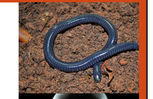 <p>name this animal</p>