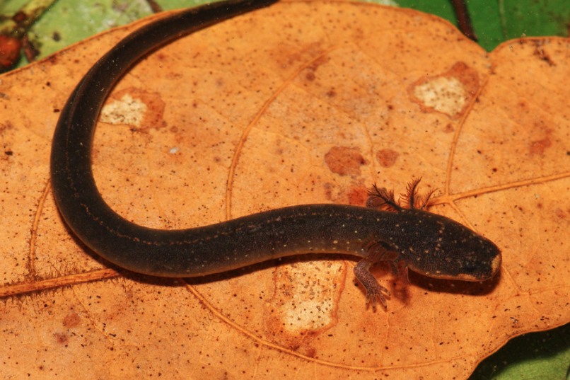 <p><strong><em>Siren intermedia </em>(Lesser Siren) </strong></p>