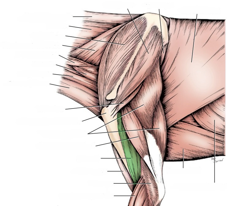 <p>action- flex elbow</p><p>origin- proximal humerus</p><p>insertion- ulnar &amp; radial tuberosities</p><p>innervation- musculocutaneous n.</p>