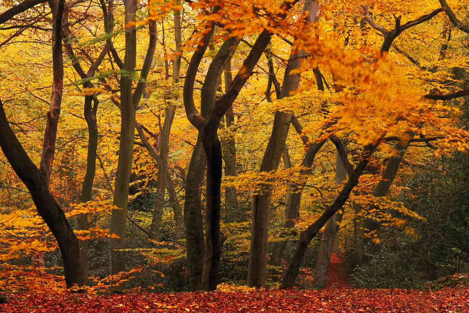 <p>Temperate Forest</p>