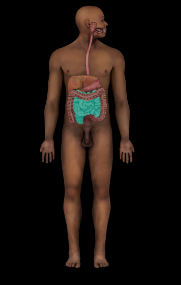 term image
