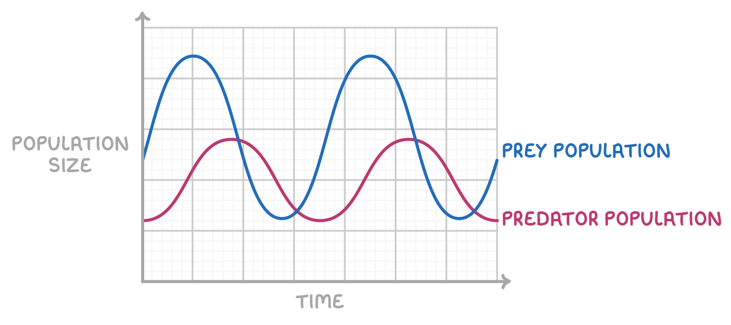 <p><span style="background-color: transparent;">1. Increase in prey pop. = provides food for predators so more survive and reproduce&nbsp;</span></p><p><span style="background-color: transparent;">>> increase in predator pop. size&nbsp;</span></p><p><span style="background-color: transparent;">2. More predators = more predation causing prey to die&nbsp;</span></p><p><span style="background-color: transparent;">>> decrease in prey pop. size&nbsp;</span></p><p><span style="background-color: transparent;">3. Reduction in prey = increases intraspecific competition for food amongst predators&nbsp;</span></p><p><span style="background-color: transparent;">>> decrease in predator pop. size</span></p><p><span style="background-color: transparent;">4. Reduction in predators = prey survive and reproduce&nbsp;</span></p><p><span style="background-color: transparent;">>> increase in prey pop. size</span></p><p><br></p>