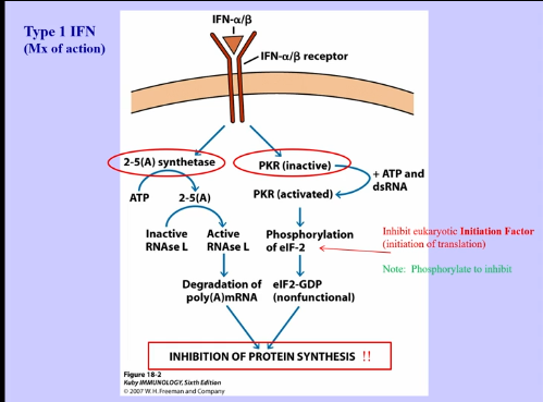 <ul><li><p>present on all cells, because all cells have the potential to be infected by viruses</p></li><li><p>potent inhibitor of protein synthesis and can activate NK cells</p><ul><li><p>inhibition of protein synthesis:</p><ul><li><p>activates 2-5(A) synthetase, which leads to degradation of mRNA, meaning proteins are unable to be made</p></li><li><p>also activates PKR, leading to phosphorylation of initiation factors (elF-2), preventing initiation of transcripts, lading to inhibited protein synthesis </p></li><li><p>inhibits protein production of both viruses and host cells (can be a problem) </p></li></ul></li></ul></li></ul><p></p>