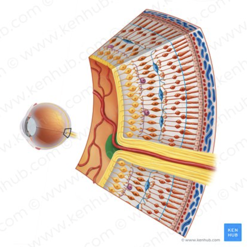 <p>Blind spot where optic nerve exits.</p><p>(NEURAL TUNIC)</p>