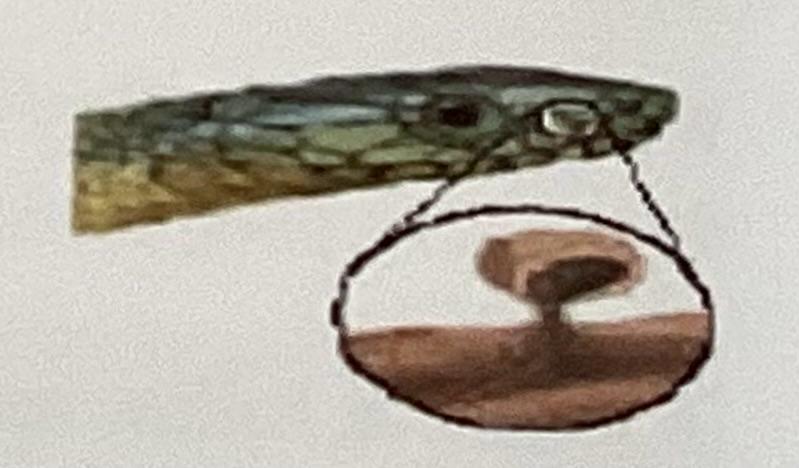 <p>What is the name of the structure shown in the picture?</p>