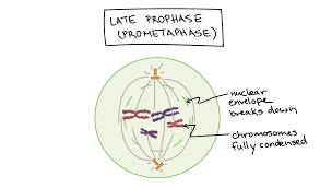 <p>-Chromosomes condense</p><p>-Nuclear envelope breaks down</p><p>-Spindle begins to form</p>