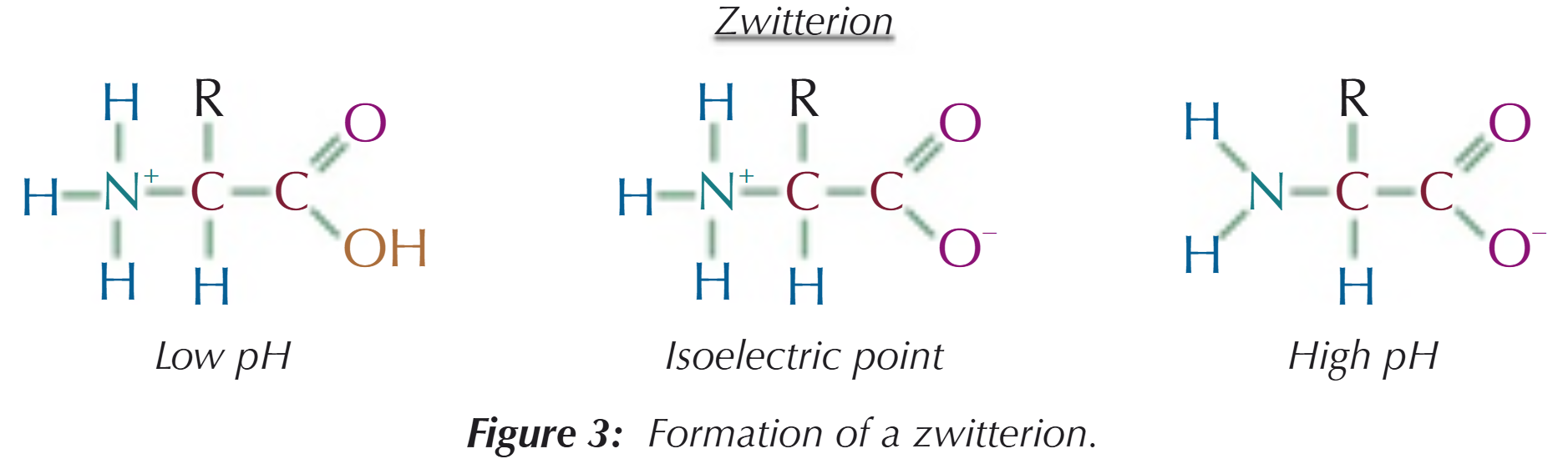 <ul><li><p>The COOH group will lose its proton but the NH<sub>2</sub> group will be unchanged</p></li><li><p>The amino acid will carry a negative charge but not a positive charge</p></li></ul><p></p>