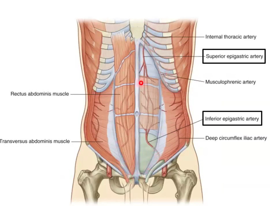 <ul><li><p>located posterior to the rectus abdominaus muscles</p><ul><li><p>they anastomose with one another</p></li></ul></li></ul><p></p>