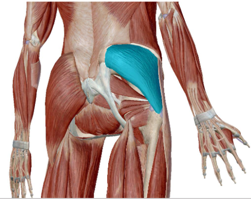 <p>what muscle is this</p>