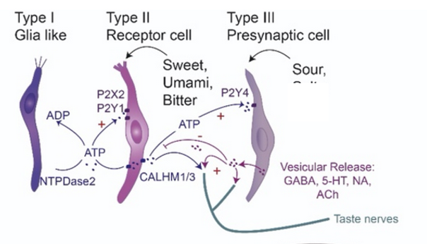 <ul><li><p><strong>Type I:</strong> glia-like (support)</p></li><li><p><strong>Type II:</strong> receptor cells → <strong>sweet, bitter, umami</strong> (subdivided, specific tastants)</p></li><li><p><strong>Type III:</strong> presynaptic → <strong>sour</strong>, vesicular neurotransmitter release</p></li></ul><p></p>