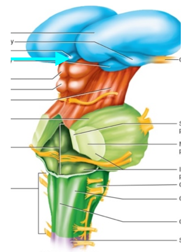 term image