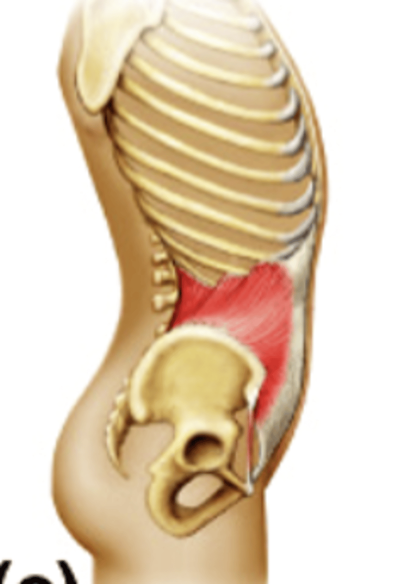 <p>What is this muscle? deep to EAO</p>