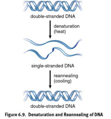 <p>Bringing single-stranded DNA back together. </p><p>1) Must be performed slowly to get correct use pairing</p><p>2) Important step in PCR</p>