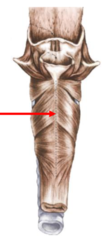 <p>TRUE- a muscle pair may both originate from a single midline tendon</p><p>this is called a raphe</p>