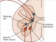<p>The inhibitory interneurons responsible for recurrent collateral inhibition.</p>