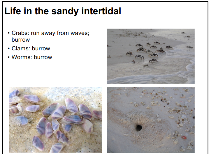 <p>-soft substrate → hard to hold on</p><p>-sand is in motion → abrasion (micro shards of silica)</p><p>-clams and worm’s burrow</p><p>-crabs run away from waves and burrow</p><p>-tend to have protective shells</p>