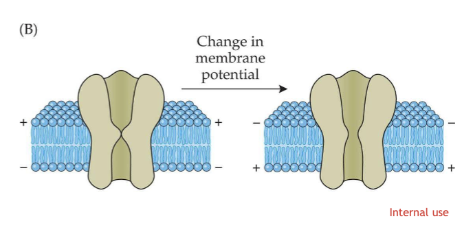 <p>opens when the electrical potential across the membrane is altered.</p>