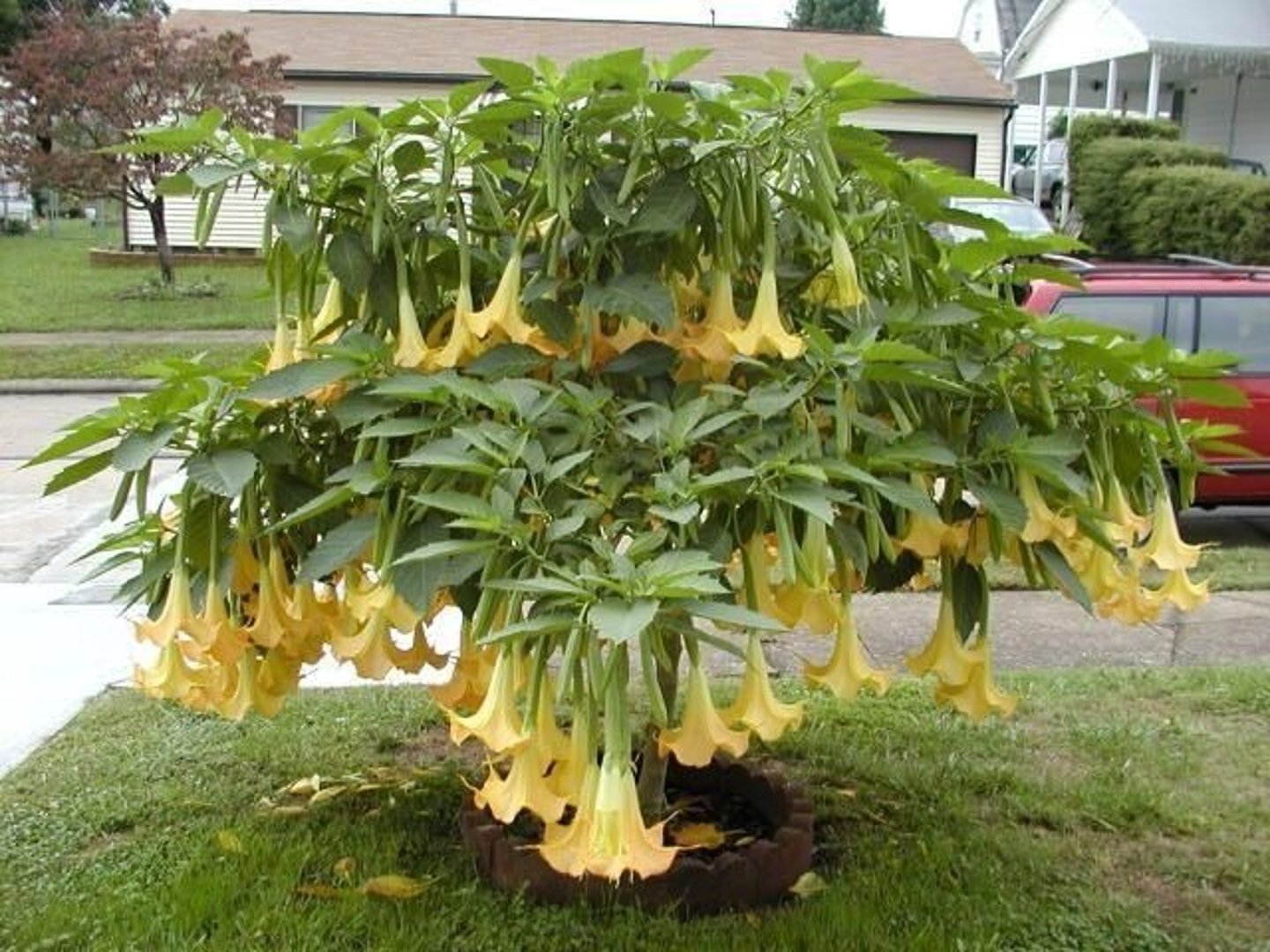<p>Deadly member of the solanaceae family</p>