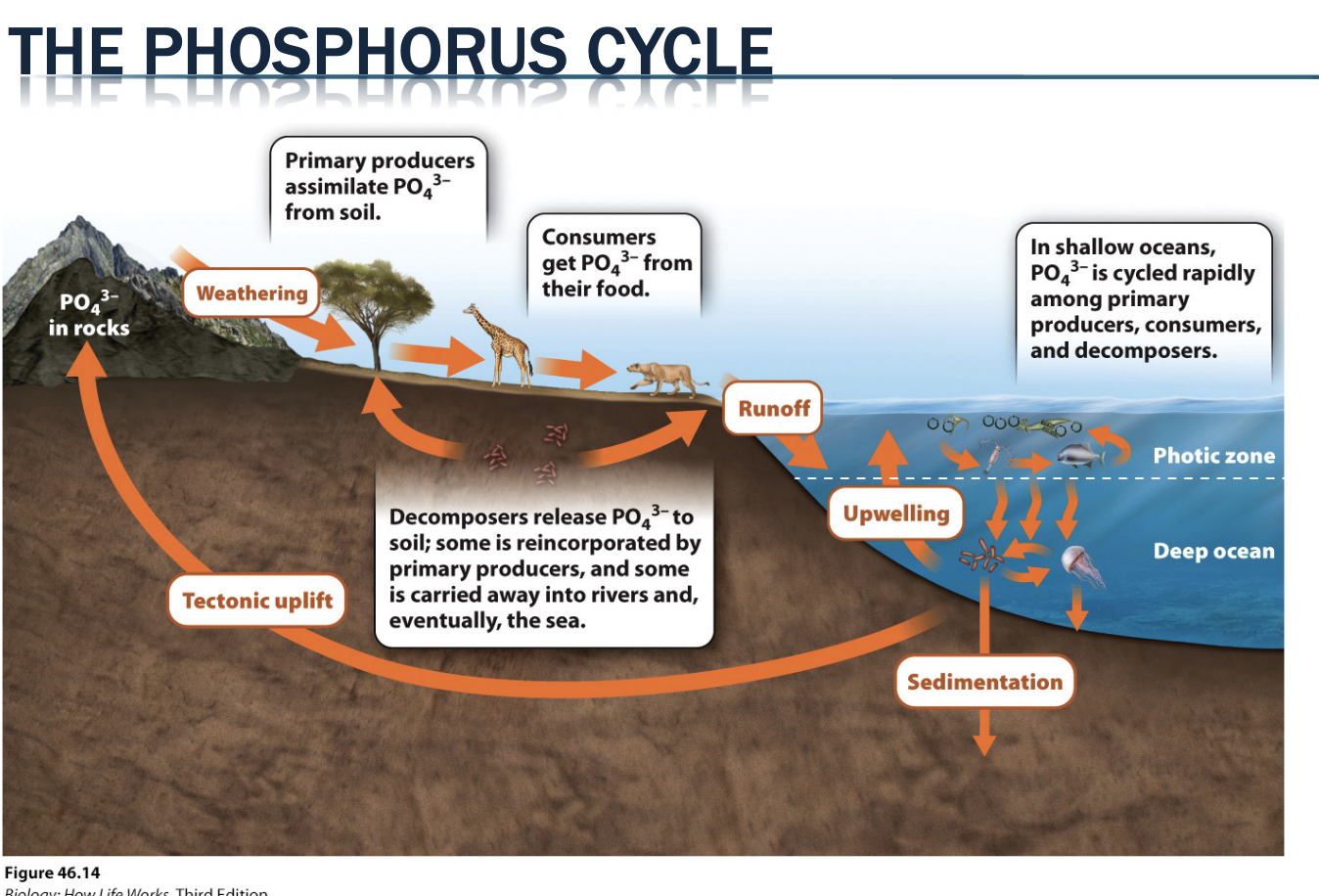 <ul><li><p>P enters food webs as PO4 3- , which is highly immobile in clay soils → hard for plants to obtain without help from mutualistic fungi</p><ul><li><p><span style="background-color: inherit; line-height: 19.55px; color: windowtext;">Enter as phosphate that are hard to move and hard for plants</span><span style="line-height: 19.55px; color: windowtext;">&nbsp;</span></p><ul><li><p class="Paragraph SCXO145228139 BCX0" style="text-align: left;"><span style="background-color: inherit; line-height: 19.55px; color: windowtext;">Mutualisms with fungi</span><span style="line-height: 19.55px; color: windowtext;">&nbsp;</span></p></li></ul></li></ul></li><li><p>P leaves terrestrial ecosystems through soil erosion, leaching, and groundwater runoff, and marine ecosystems through sedimentation</p><ul><li><p><span style="background-color: inherit; line-height: 19.55px; color: windowtext;">Sedimentary cycle (not a lot in atm)</span><span style="line-height: 19.55px; color: windowtext;">&nbsp;</span></p><ul><li><p class="Paragraph SCXO89923593 BCX0" style="text-align: left;"><span style="background-color: inherit; line-height: 19.55px; color: windowtext;">Phos moves to water -> goes into rocks</span><span style="line-height: 19.55px; color: windowtext;">&nbsp;</span></p></li></ul></li></ul></li><li><p><span style="background-color: inherit; line-height: 19.55px; color: windowtext;">Leached from soils into ground water -> down-stream -> ends in ocean sediments -> makes continental drift to make mountain -> moves back into land</span><span style="line-height: 19.55px; color: windowtext;">&nbsp;</span></p><ul><li><p>Can take over 100 millions years for a P atom to return to food webs once enters ocean sediments → coastal upwellings can considerably shorten this timing</p></li><li><p><span style="background-color: inherit; line-height: 19.55px; color: windowtext;">Lost quickly&nbsp;</span><span style="line-height: 19.55px; color: windowtext;">&nbsp;</span></p><ul><li><p class="Paragraph SCXO18044479 BCX0" style="text-align: left;"><span style="background-color: inherit; line-height: 19.55px; color: windowtext;">Ocean sediments can return with upwellings</span><span style="line-height: 19.55px; color: windowtext;">&nbsp;</span></p></li><li><p class="Paragraph SCXO18044479 BCX0" style="text-align: left;"><span style="background-color: inherit; line-height: 19.55px; color: windowtext;">Most time stays in sediments until ocean becomes land through cont drift and mechanically weathered again (and/or enter food web</span><span style="line-height: 19.55px; color: windowtext;">&nbsp;</span></p></li></ul></li></ul></li></ul><p></p>