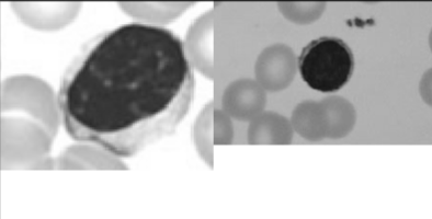 <p>Identify</p>