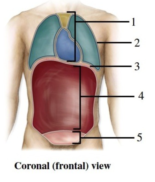 <p>the figure shows a frontal view of a human. What does number 1 indicate?</p><p>a. pelvic cavity</p><p>b. mediastinum</p><p>c. pericardial cavity</p><p>d. peritoneal cavity</p><p>e. pleural cavity</p>