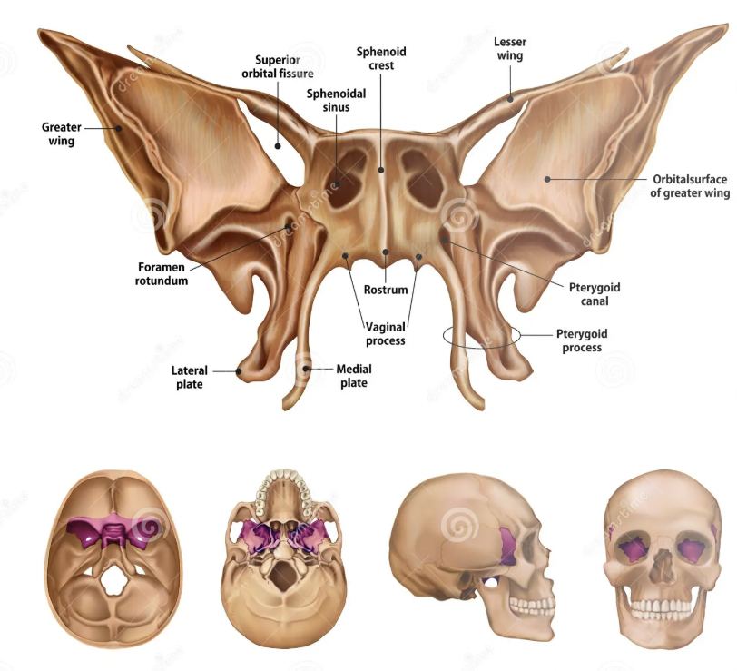 <p><span style="background-color: transparent; font-family: "EB Garamond", serif;"><span>A bone that joins all the bones of the cranium together; located behind the eyes</span></span></p>