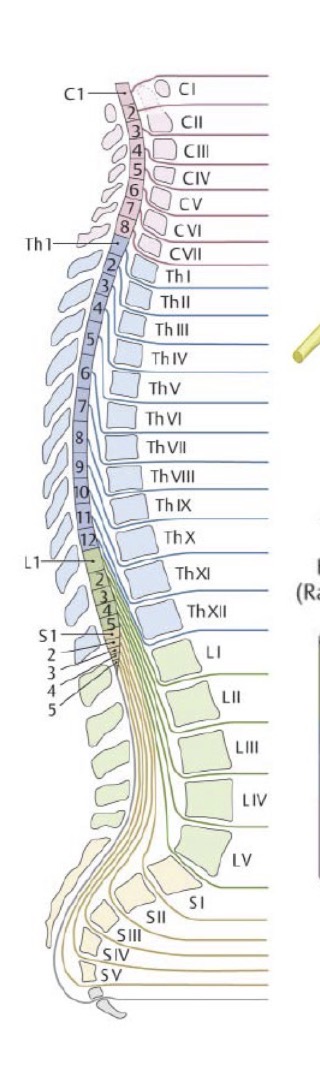 <p>Cervical- Halswirbel 8</p><p>Thorakal- Brustwirbel 12</p><p>Lendenwirbel- 5</p><p>Sakralwirbel -5</p><p></p>