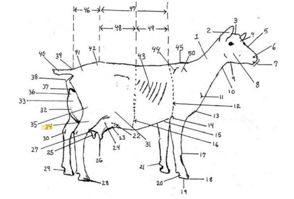 knowt flashcard image