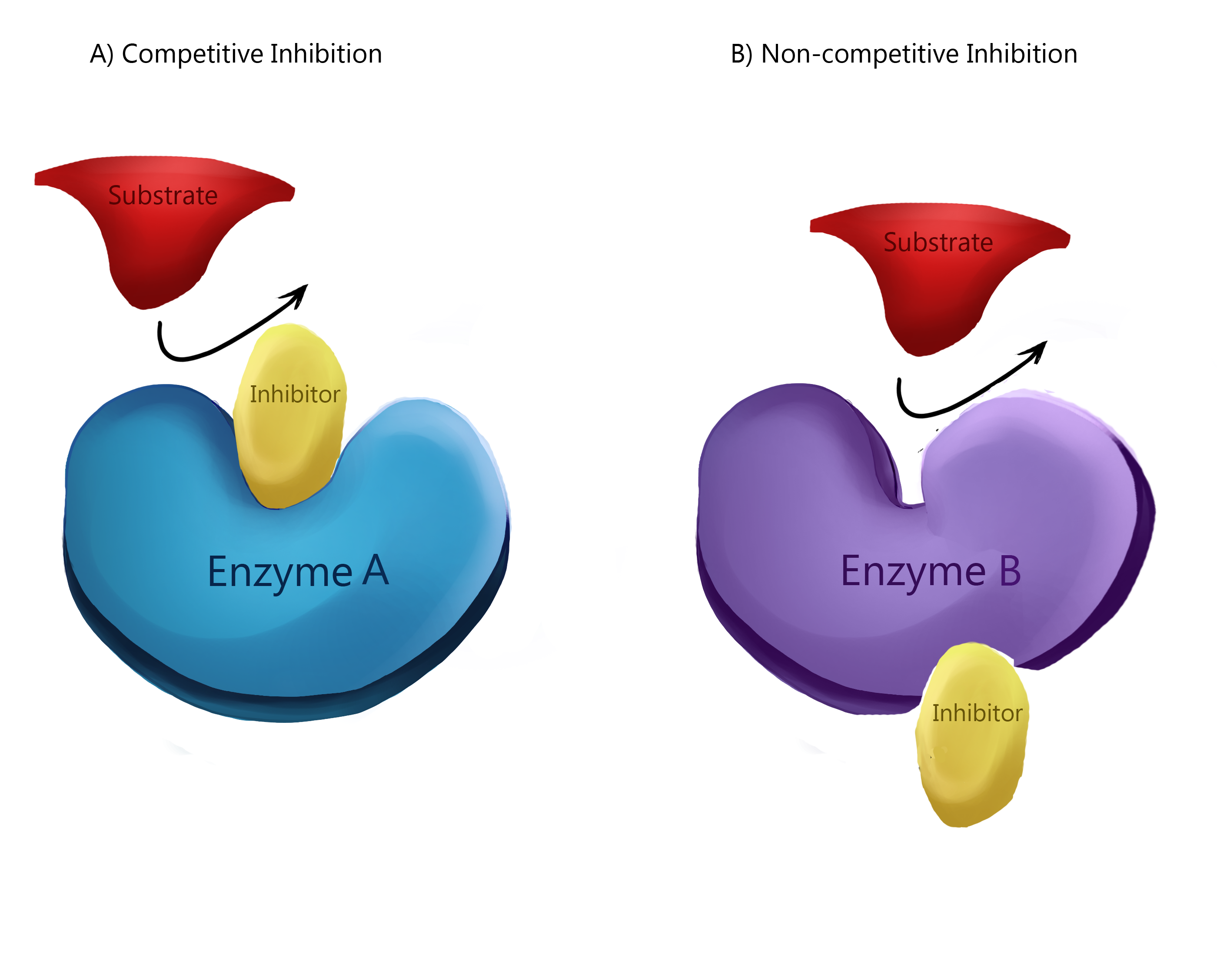 <p>Competitive inhibitors impede the active site by having the same active site config, so it competes for access to the active site.</p><p>Non-competitive inhibitors are molecules that attach to a different site of the enzyme, and the molecular forces cause the active site to change.</p>
