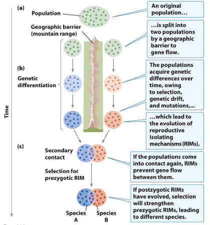 <p>Geographic barrier initiates speciation by blocking gene flow</p>