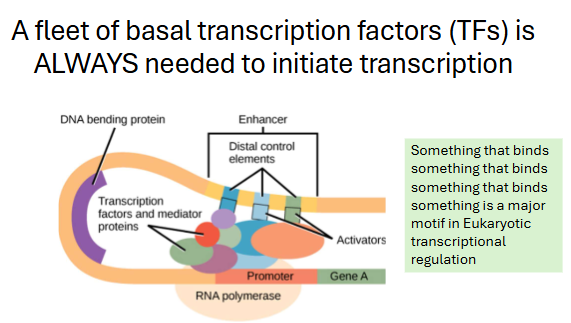<p>Each colorful circle is a ___ transcription factor (TF)</p><p>These have nothing to do with regulation, they must be</p><p>__ every time RNAPII initiates transcription.</p>