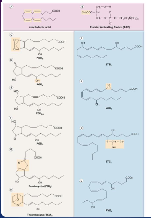 <p>eicosonoid synthesis </p>