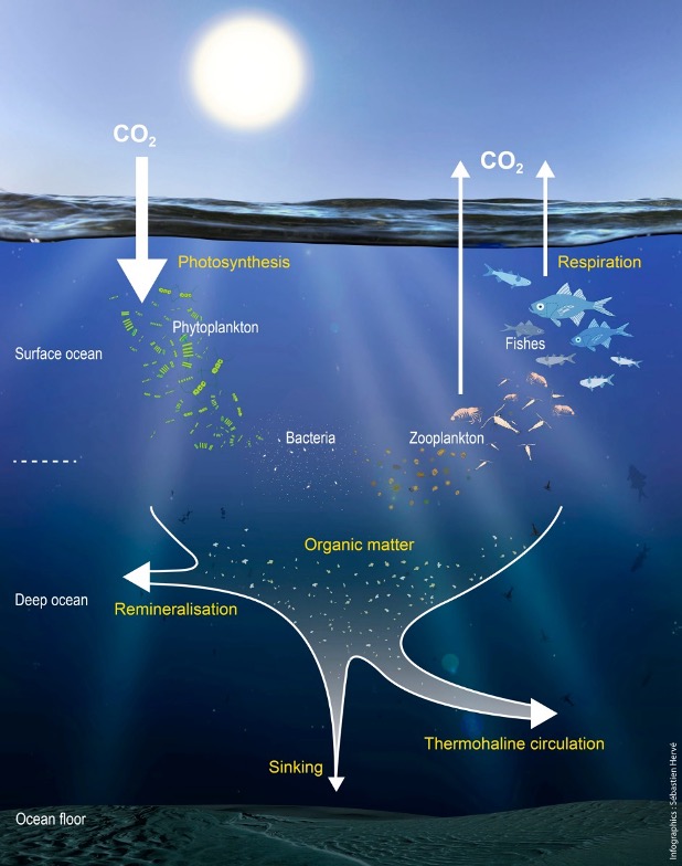 <p>Marine carbon burial: oil and gas:</p>