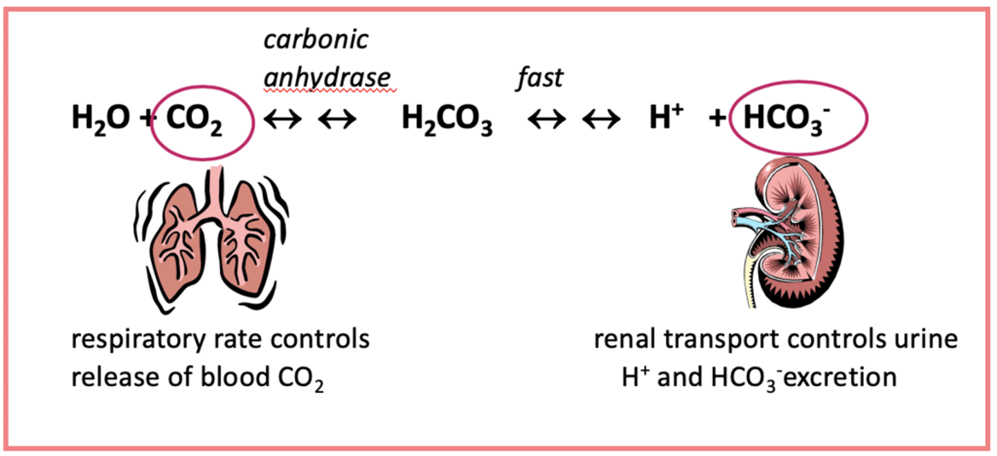 <p>lungs= CO2</p><p>kidneys= HCO3</p>