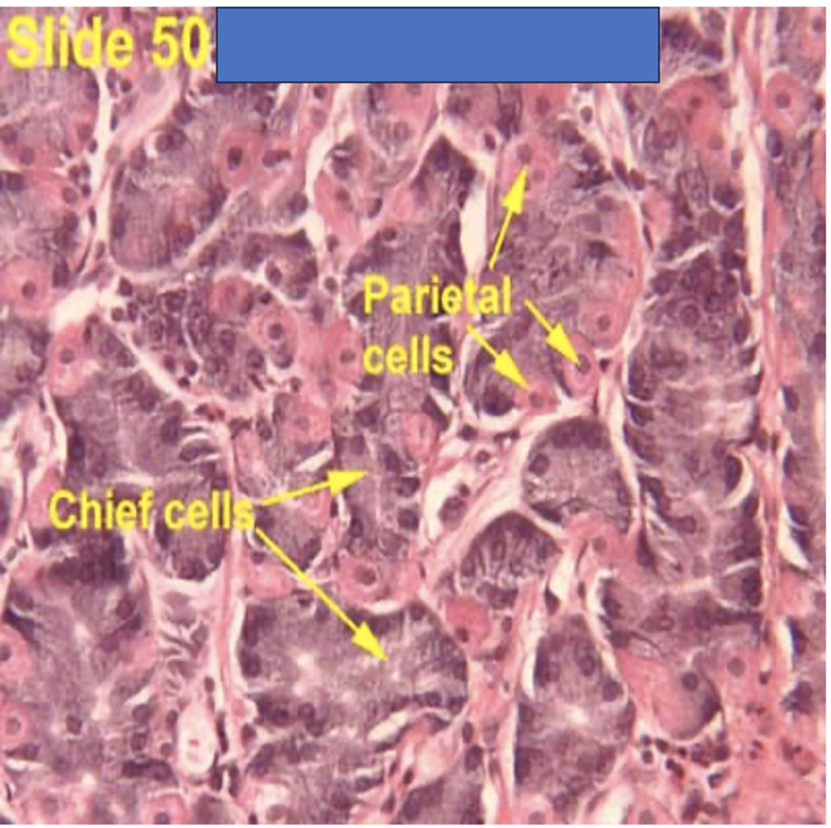 <p>Identify the stomach region</p>