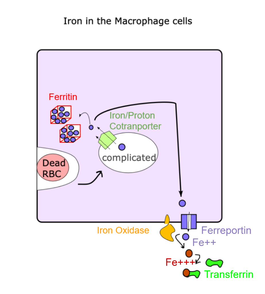 <p>Animal Iron Uptake in the Macrophage Cells</p>