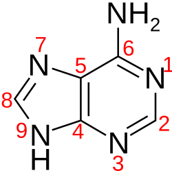 <p><span>Identify the following nitrogenous base:</span></p>