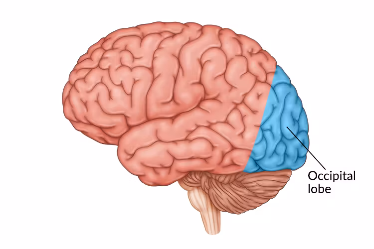 <p>occipital lobe </p>