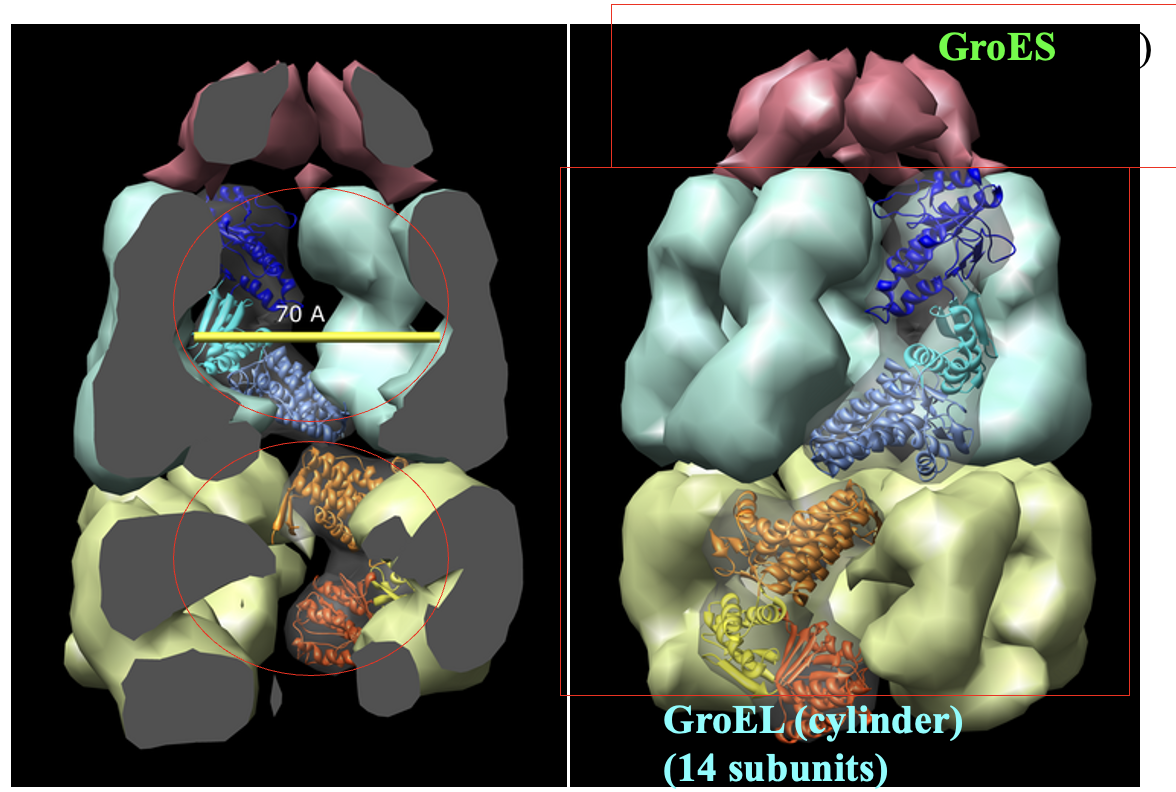<p>proteins in prokaryotes, cytosol of eukaryotes &amp; mitochondria.</p>