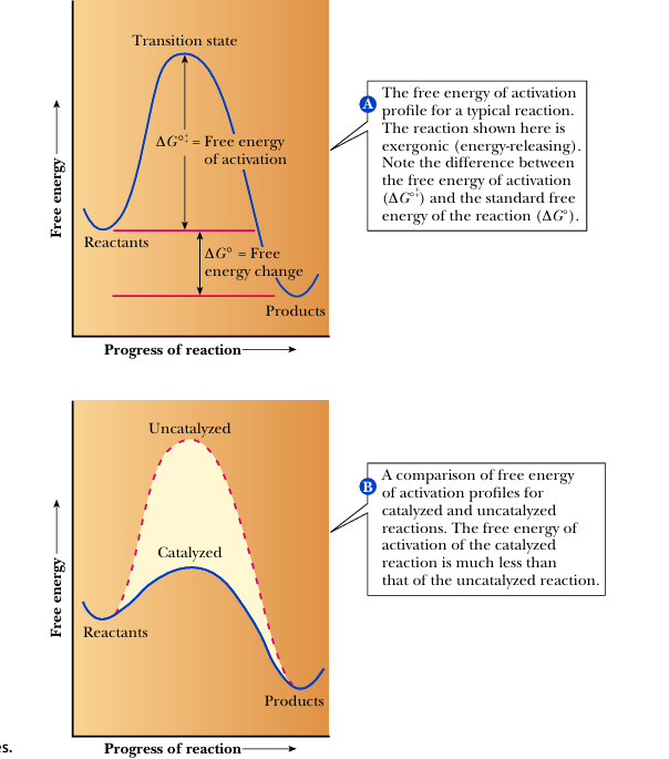 <p>transition state</p>
