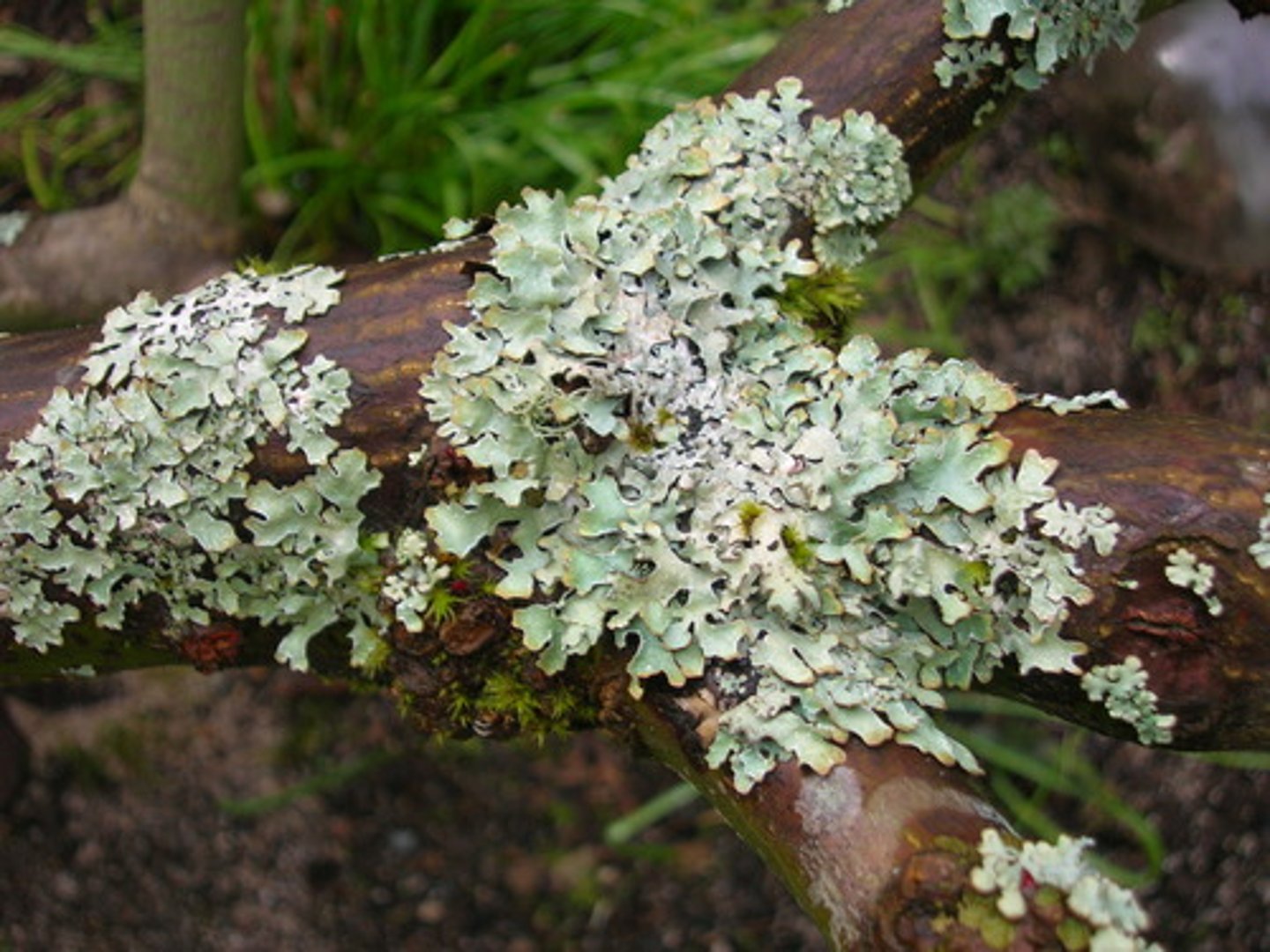 <p>A combination of a fungus and an alga that grow together. The alga lives inside the fungus.</p>