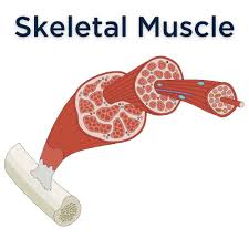 <p>Voluntary control - Controlled by somatic nervous system</p><ul><li><p>Highly organized tissues that attach to bones or skin to produce movements</p></li><li><p>Found in tounge, diapragm, upper esophogus</p></li><li><p>Striated, strong muscle cells</p></li><li><p>Fibers are long, straight, & multinucleated </p></li></ul><p></p>