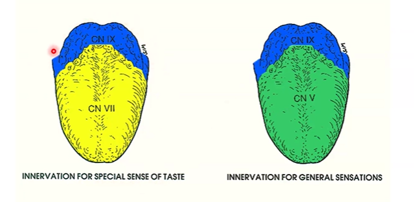 <ul><li><p>sensory for taste and general sensory</p><ul><li><p><strong>glossopharyngeal nerve (CN 9)</strong></p></li></ul></li></ul><p></p>