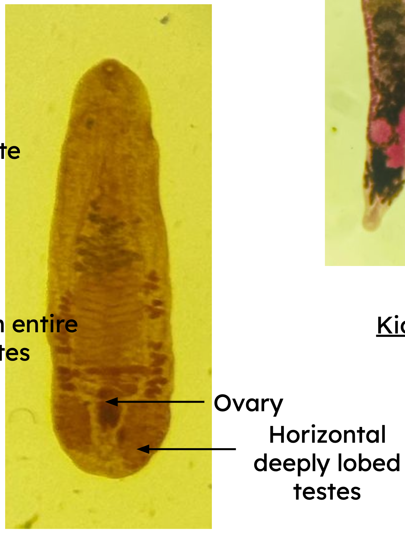 <p>Identification: </p><p>Common name:</p><p>Organ loc:</p><p>Intermediate Host:</p><p>Definitive Host:</p><p>Family:</p>